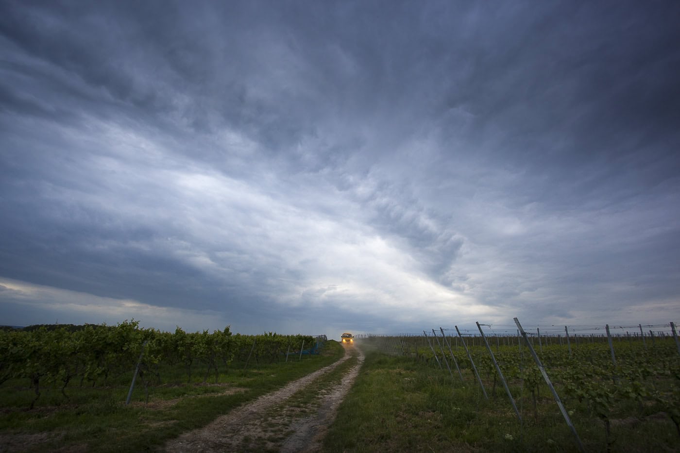 Weinberg bei Sonnenuntergang in Köln, Landschaftsfotografie, Natur, Himmel, Weinreben.