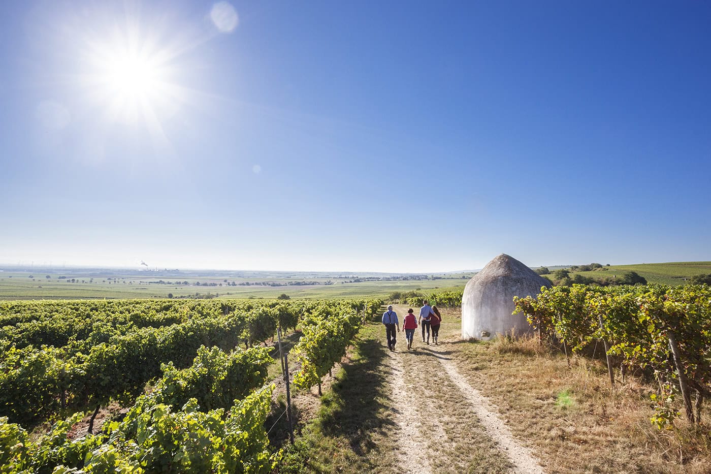 Weinberg mit drei Personen bei Sonnenschein in der Nähe von Köln.