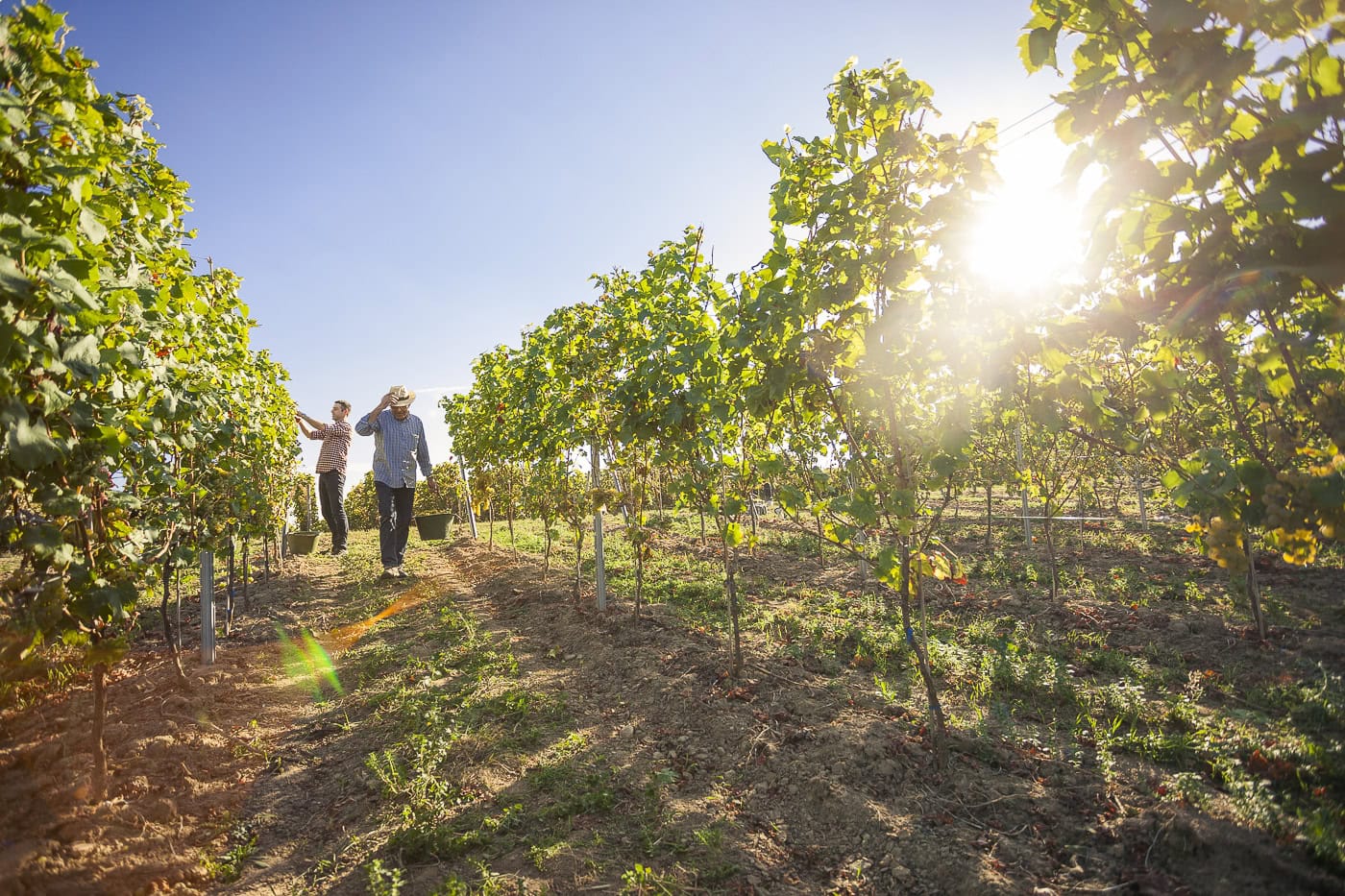 Weinberg im Sonnenlicht mit zwei Personen beim Ernten in Köln.