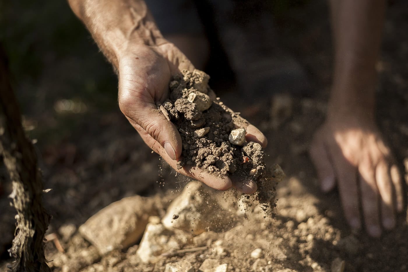Nahaufnahme von Händen beim Pflanzensetzen im Boden, Natur, Gartenarbeit.