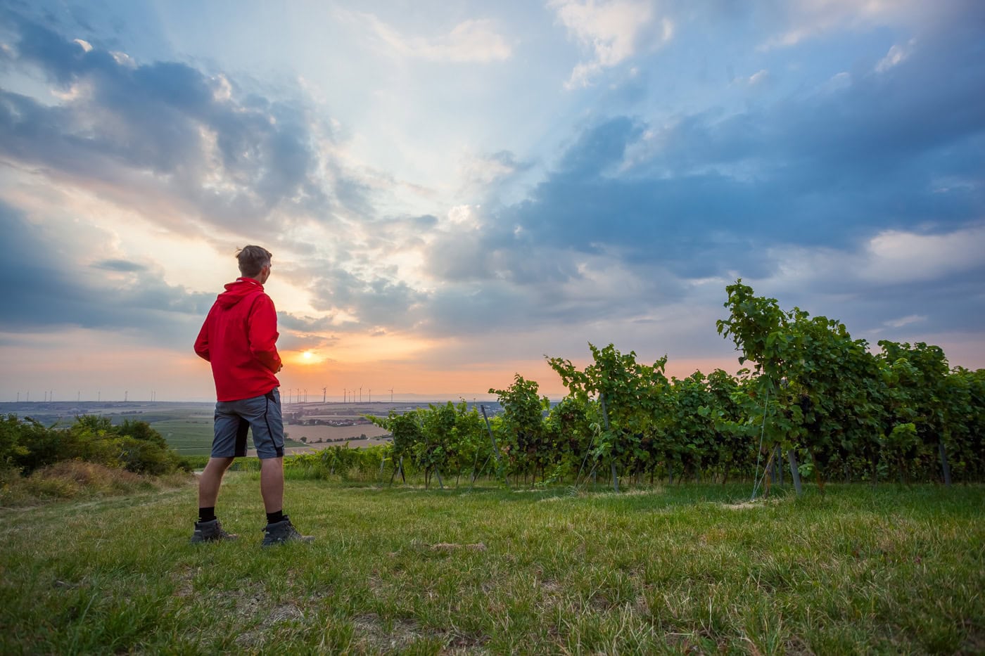 Ein junger Mann in einem roten Kapuzenpullover und dunklen Shorts steht mit dem Rücken zur Kamera auf einem Hügel am Rande eines Weinbergs. Er blickt auf einen farbenprächtigen Sonnenuntergang oder Sonnenaufgang über einer weiten Landschaft mit weiteren Weinbergen und Windrädern am Horizont. Der Himmel ist dramatisch bewölkt.