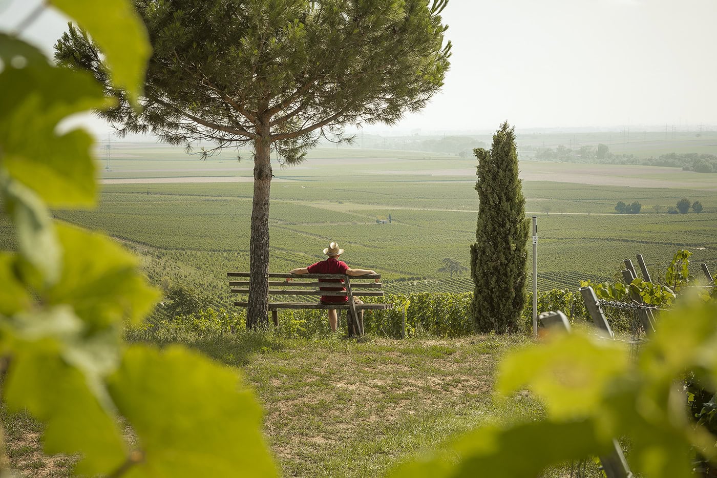 Person sitzt auf einer Bank im Weinberg mit Blick auf die Landschaft in Köln.