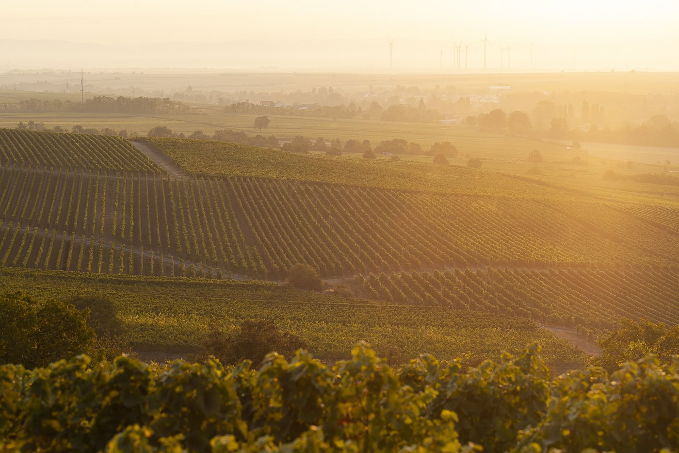 Weinberge bei Sonnenuntergang in Köln, Deutschland, mit goldenem Licht und weiten Feldern.