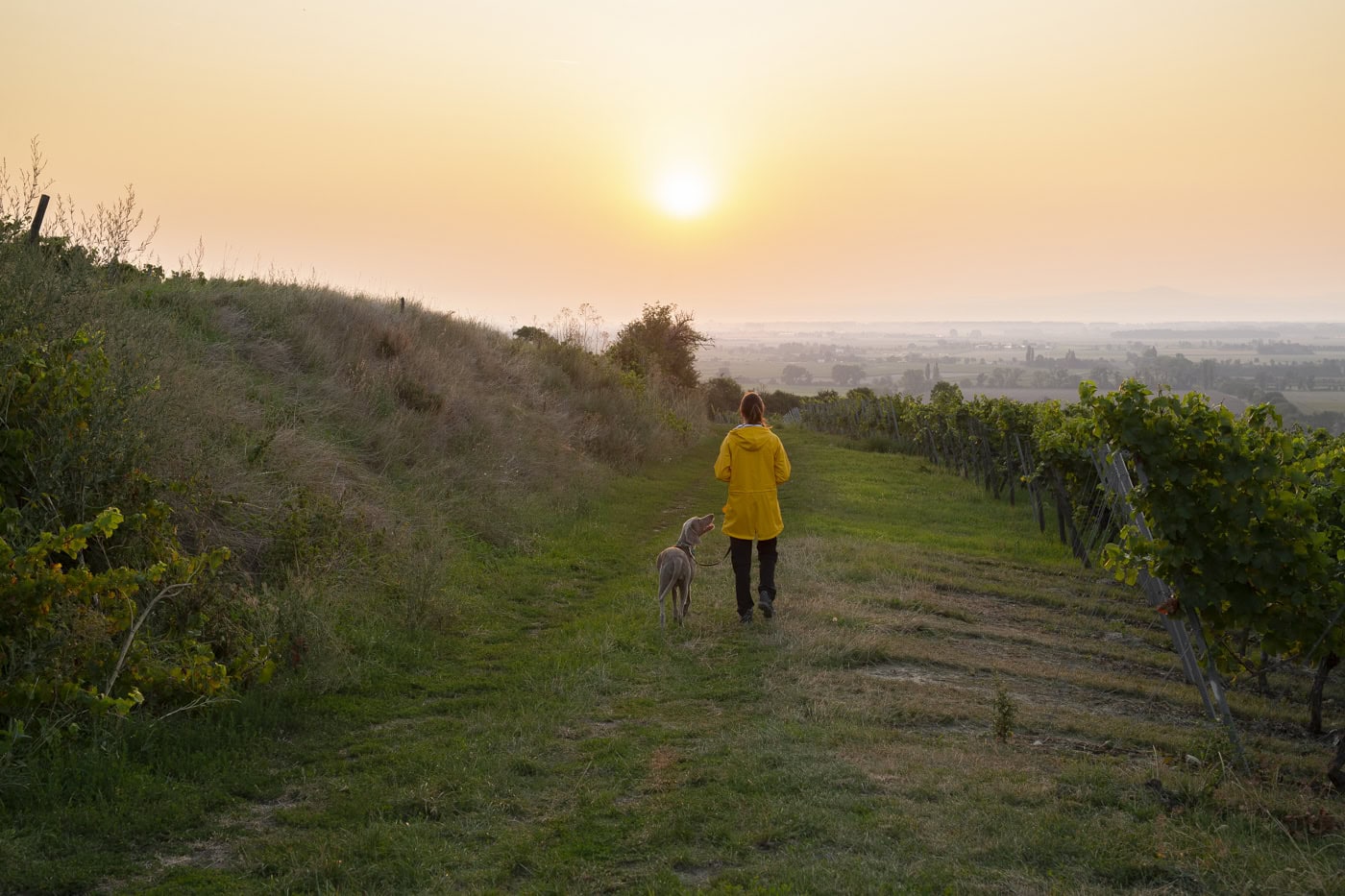Frau mit Hund beim Spaziergang im Weinberg bei Sonnenuntergang in Köln.