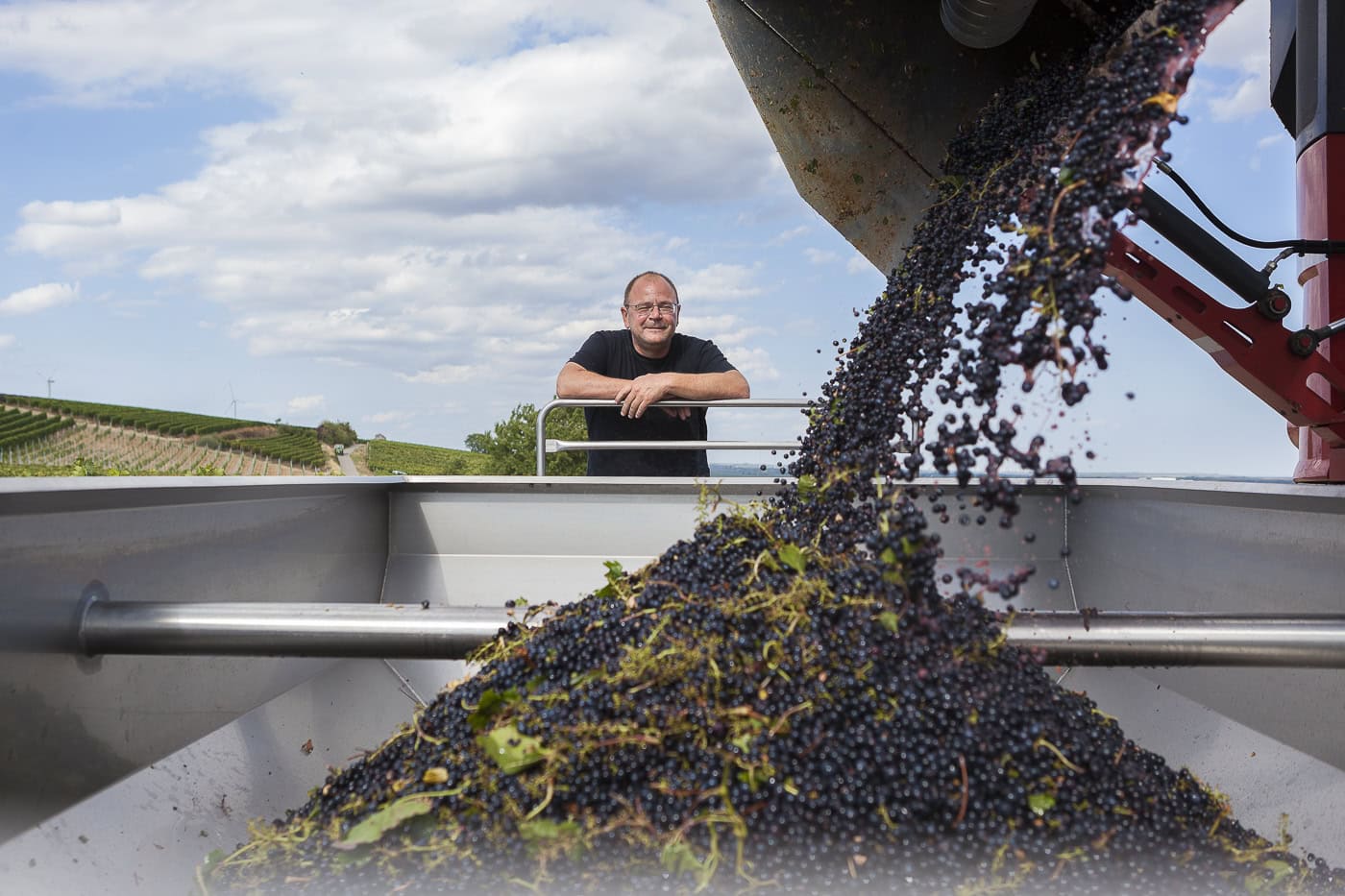 Winzer bei der Weinlese in der Weinbergregion, Trauben werden geerntet.