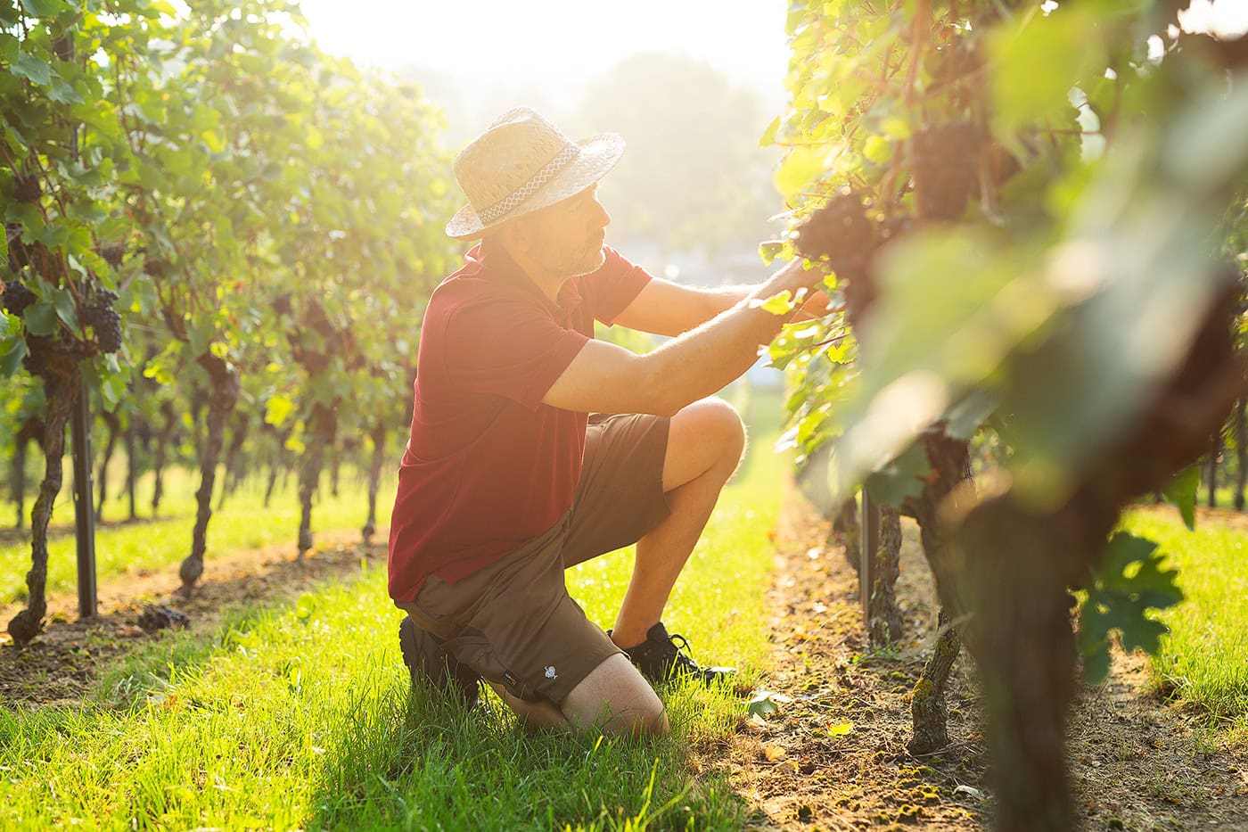 Ein Mann mit Strohhut und rotem Poloshirt kniet in einem Weinberg bei Sonnenlicht und begutachtet oder bearbeitet die dunkelroten Trauben an einer Weinrebe. Das Sonnenlicht scheint durch die Blätter und erzeugt eine warme, atmosphärische Stimmung.