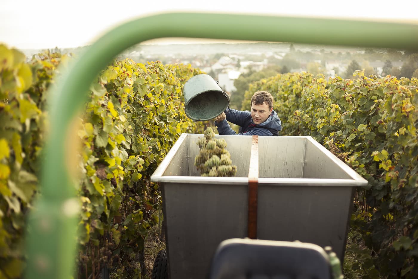 Junge Winzerin beim Weinlese in den Weinbergen bei Sonnenaufgang, professionelle Weinfotografie.