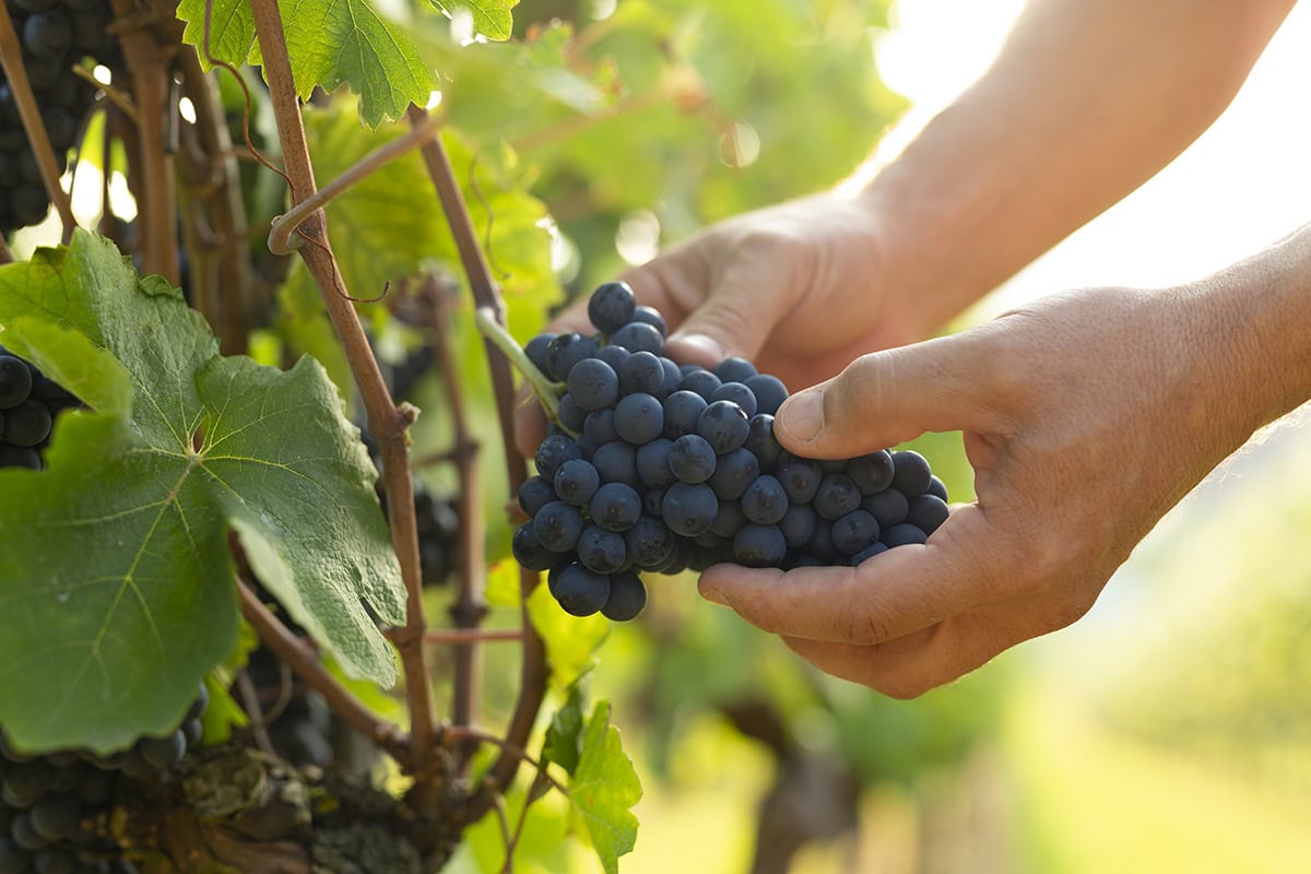 Nahaufnahme von Weintrauben bei der Ernte in einem Weinberg.