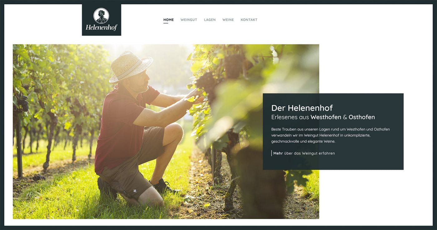 Junge Frau beim Weinlese im sonnigen Weinberg in Köln, Naturaufnahme.