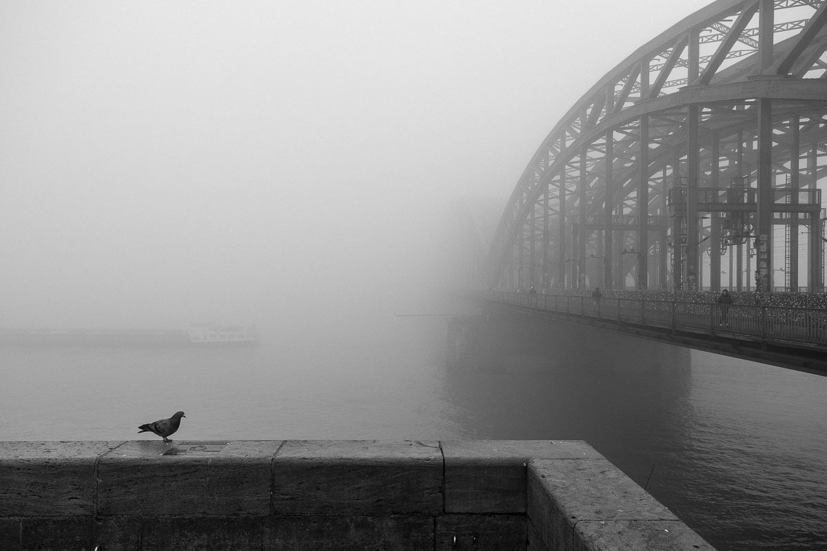 Nebel über dem Rhein in Köln mit Brücke und Vogel im Vordergrund.