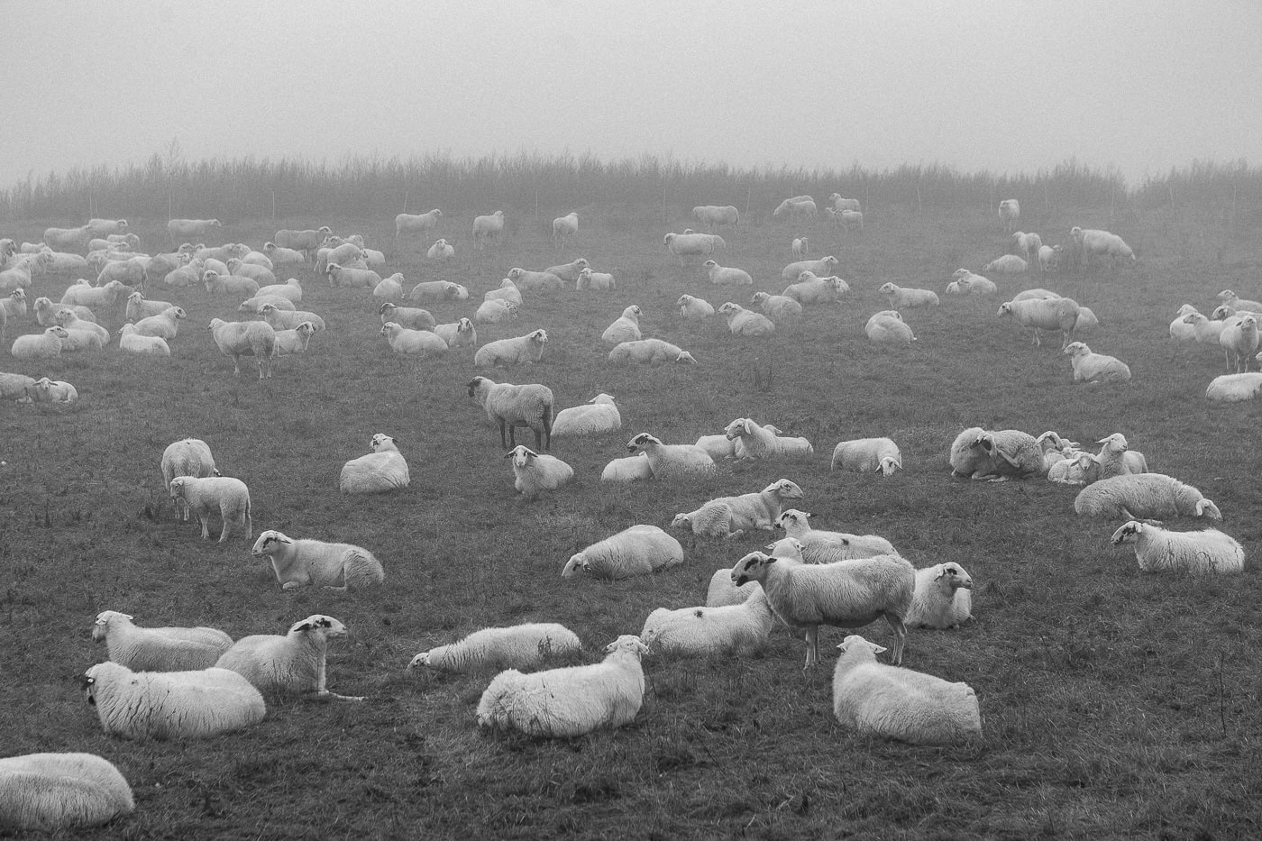 Schafherde auf der Weide in Nebel, ländliche Fotografie, Natur, Tierfotografie, Michael Zellmer Köln.