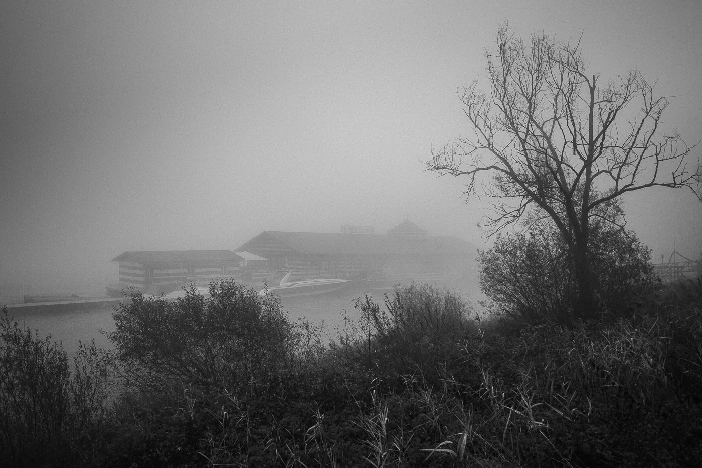Nebel über Bäumen und Gebäuden in Köln, mystische Atmosphäre.