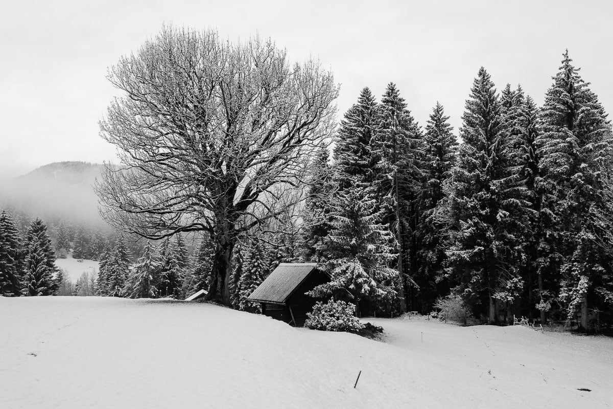 Winterliche Landschaft mit Schneebedeckten Bäumen und kleinem Haus in Köln.