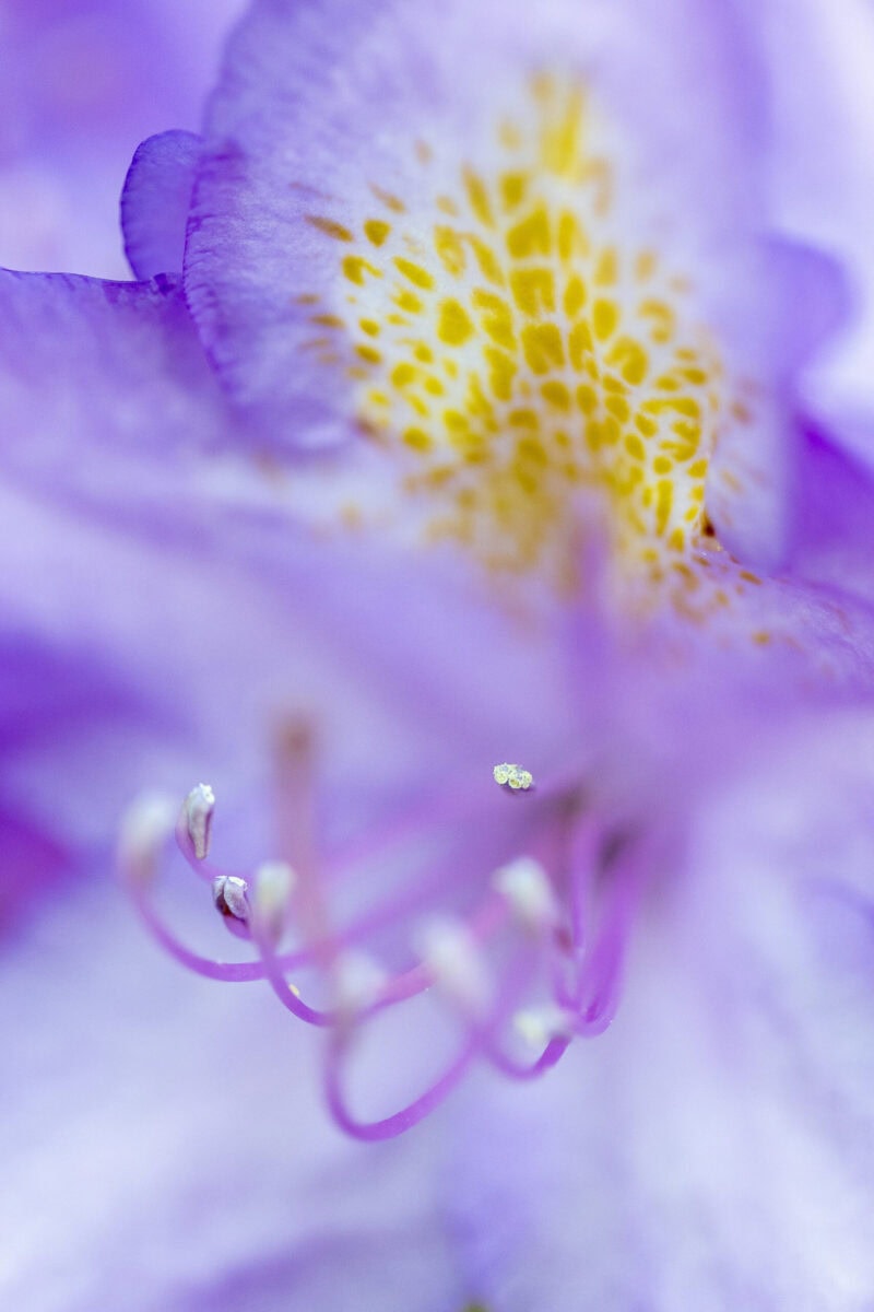 Makrofotografie einer Blume mit Fokus auf Blütenmitte.