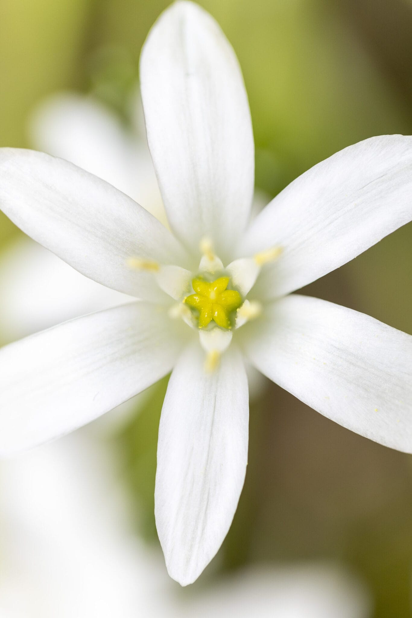 Blumenfotografie mit weißer Blume, Nahaufnahme, Natur, Makroaufnahme.