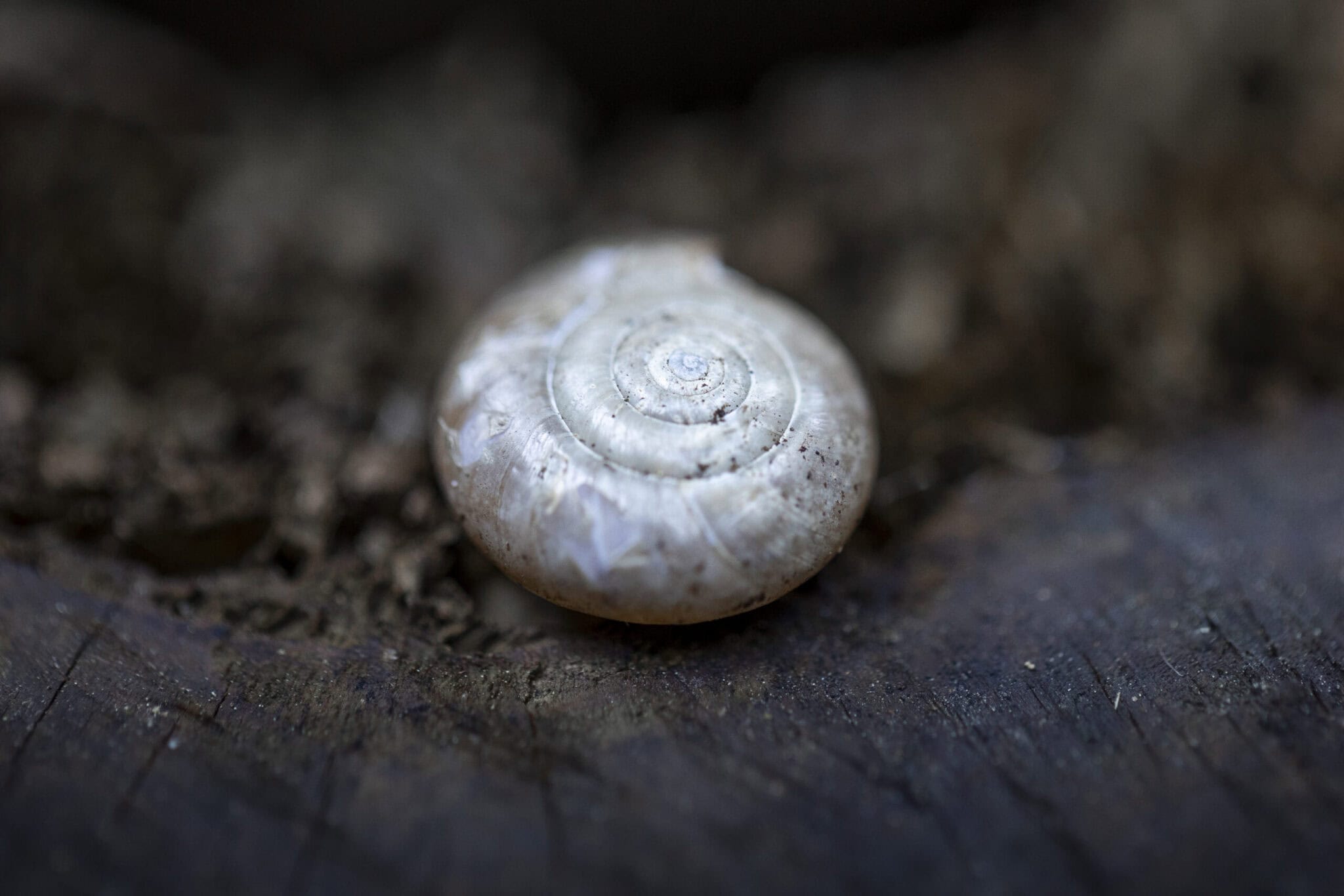 Nahaufnahme eines kleinen Schneckenhauses auf dunklem Holz, Naturfotografie.