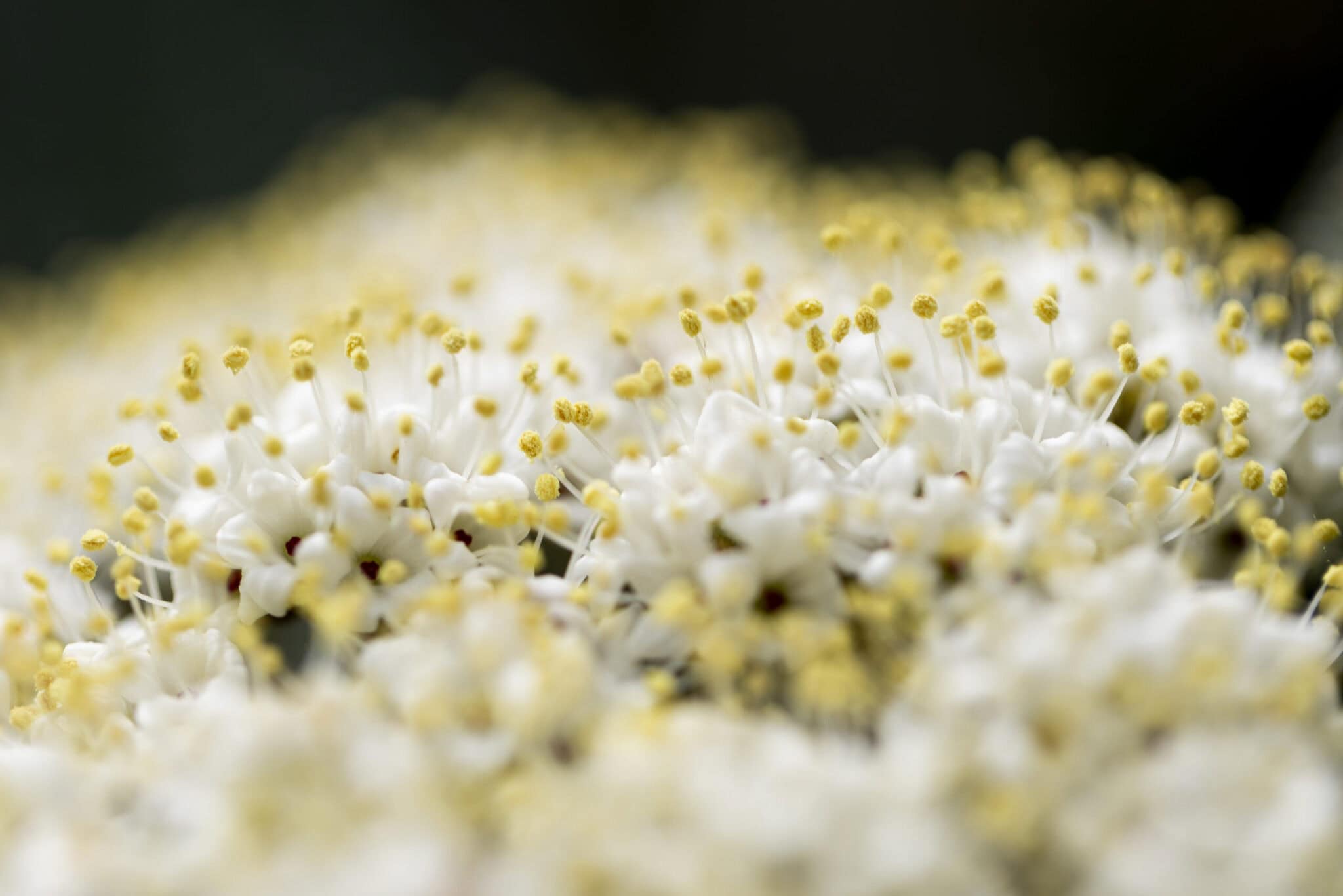 Makrofotografie von weißen Blumen mit gelben Staubgefäßen in Köln.