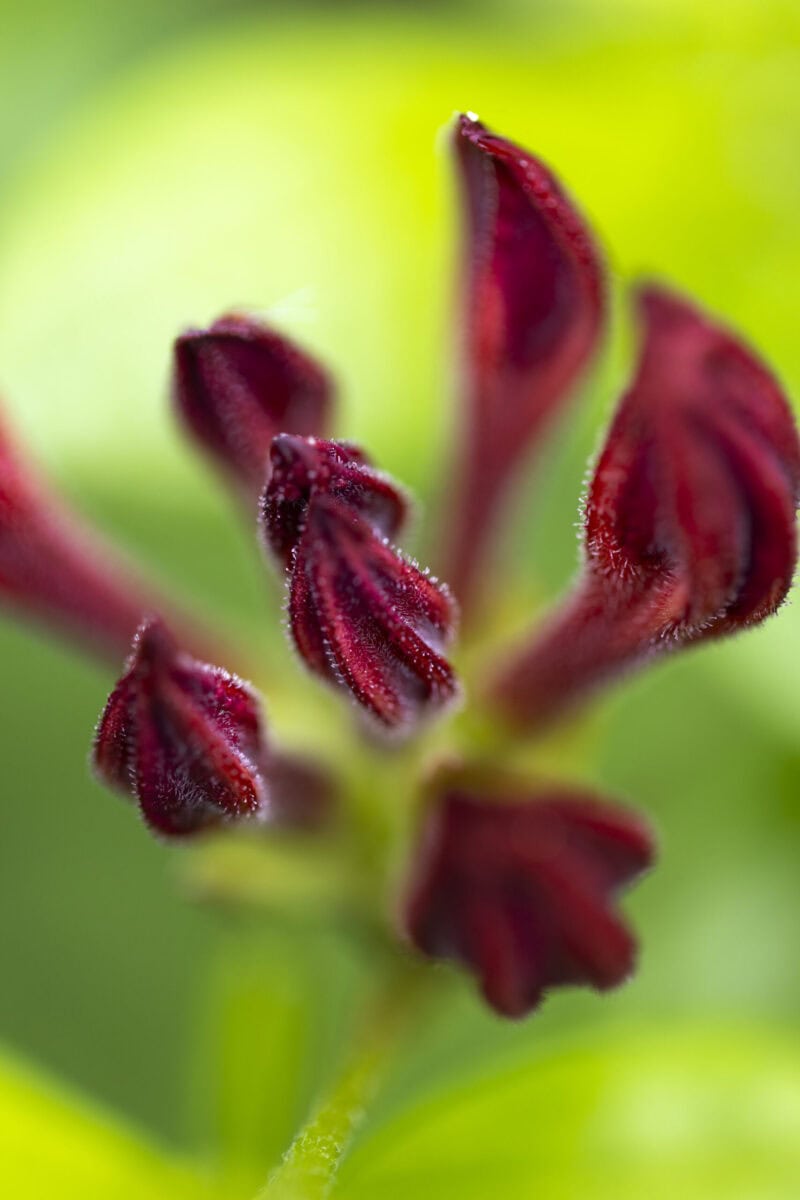 Nahaufnahme von roten Blumenknospen mit grünem Hintergrund.
