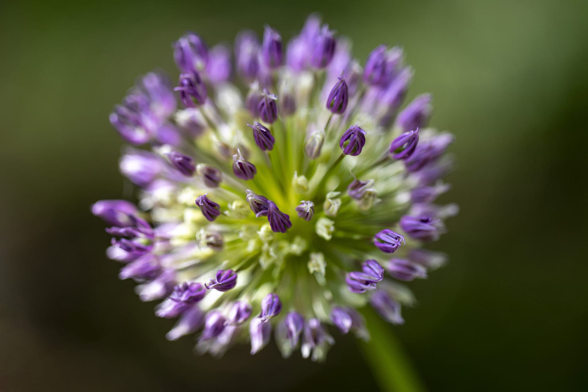 Nahaufnahme einer lila Blume, Makrofotografie, Naturaufnahme.