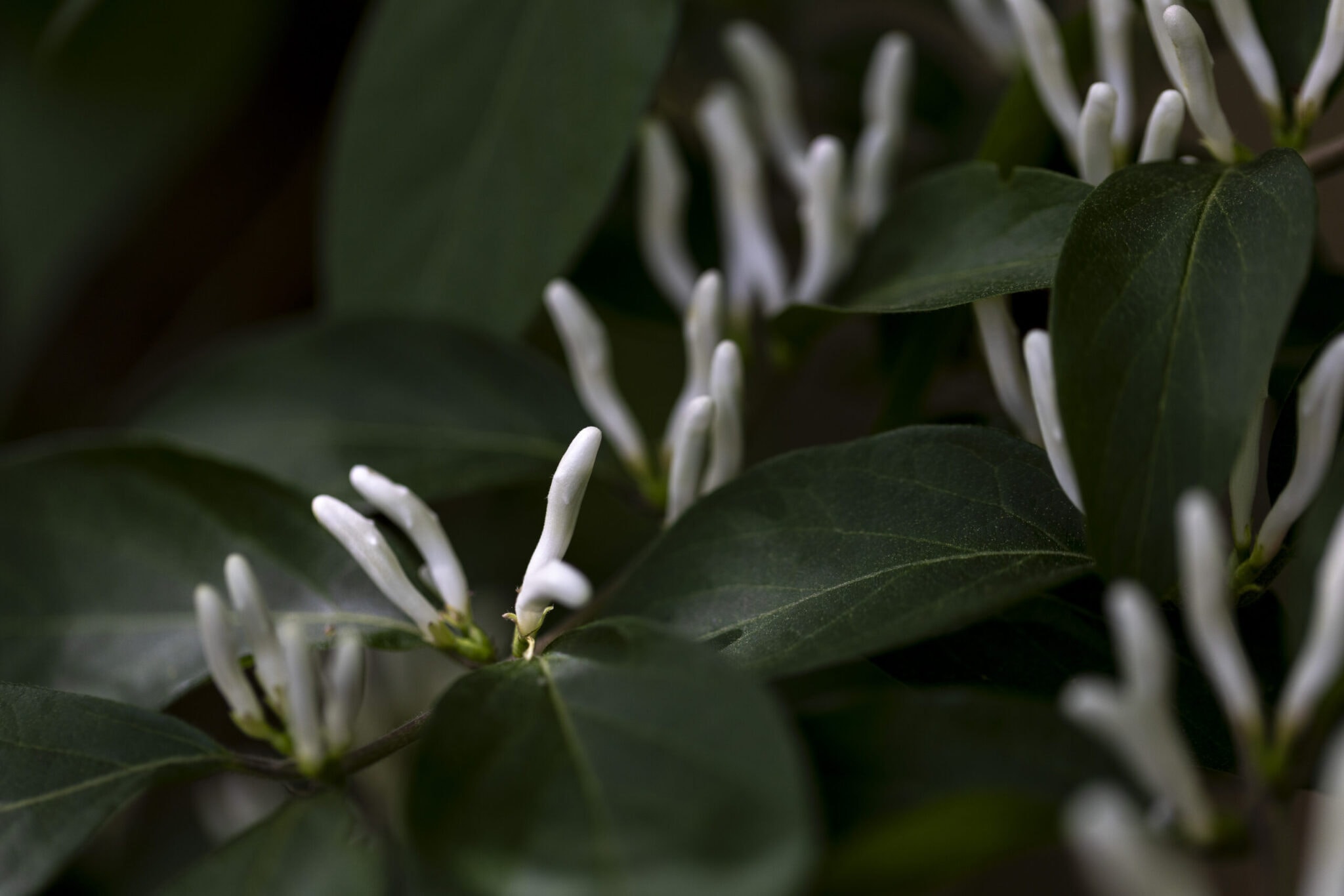 Nahaufnahme von weißen Blüten und grünen Blättern.