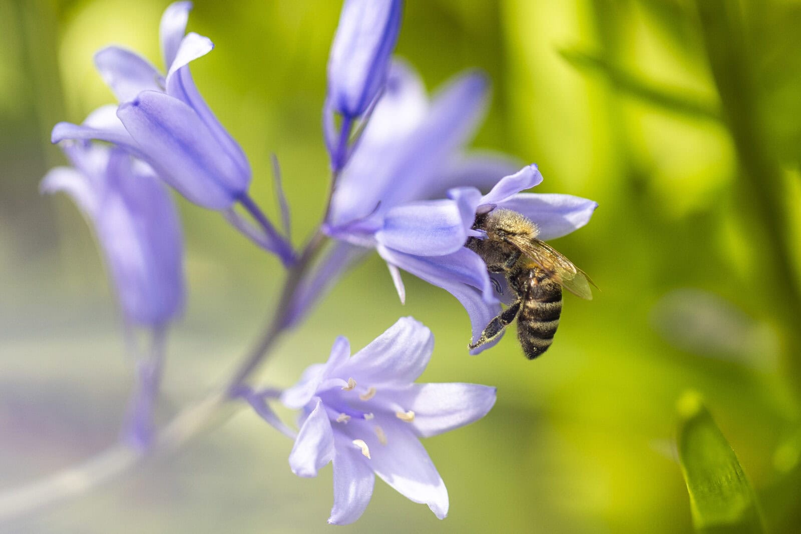 Nahaufnahme einer Biene, die eine blaue Blume bestäubt, in natürlicher Umgebung.