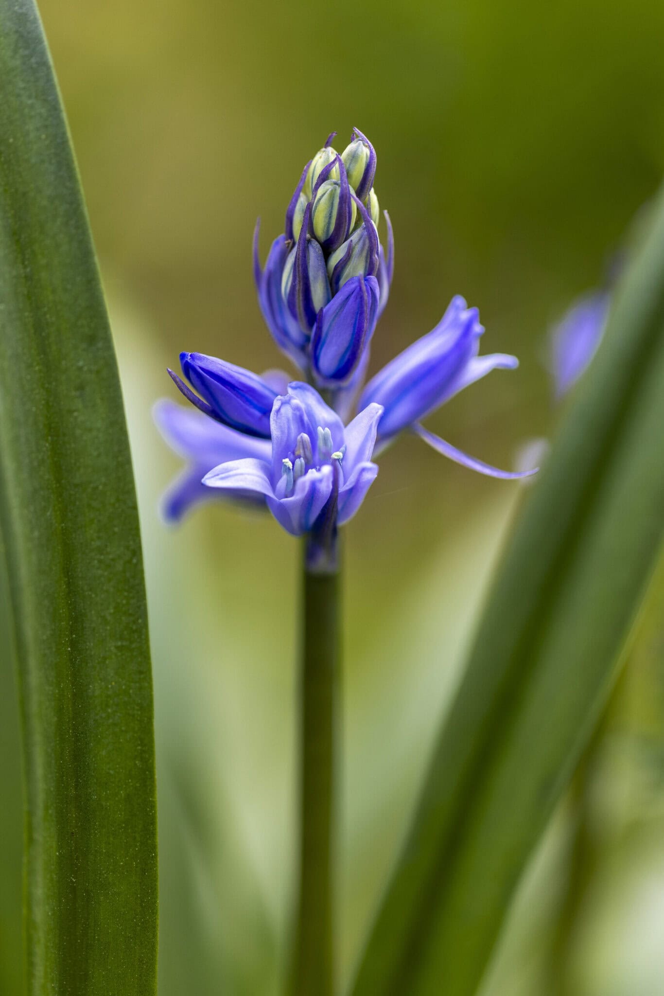 Blumenfotografie mit blauer Hyazinthe, Makroaufnahme, Naturfotografie.