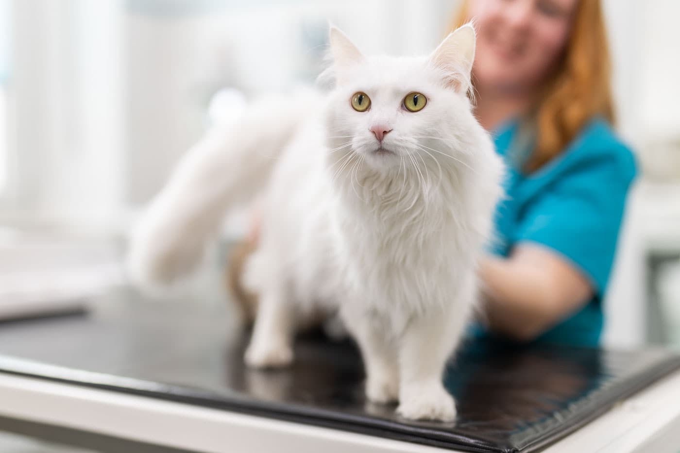 Weiße Katze auf Untersuchungstisch bei Tierarzt in Köln, professionelle Tierfotografie.